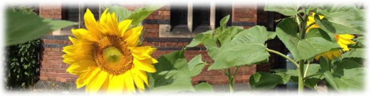 Planet Southbank Sunflower banner